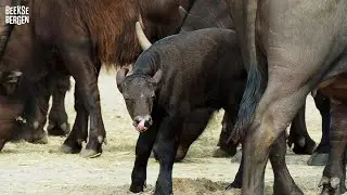 Er loopt sinds kort een jonge Kaapse buffel tussen de kudde! 😍