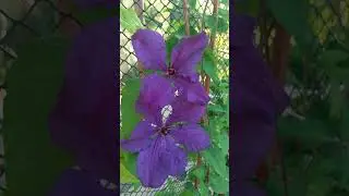 Клематис - первые цветы