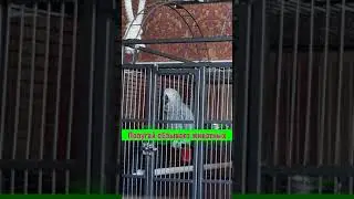 Попугай обзывает собаку с котом
