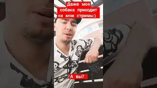 Даже моя собака на стримах #shorts