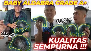 GAK ADA LAWAN !!! INI DIA HARGA BABY ALDABRA KUALITAS SEMPURNA !!!