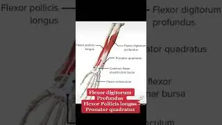 Anatomy Hack: Memorise the deep layer of the anterior forearm [Mnemonic]