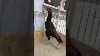 горед масква питомник байси  эржана