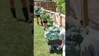 Cabbage Bigger Than Your Head!!! 