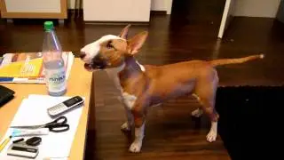 Talking Bullterrier Micky // Funny Dog // Part 7