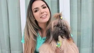 Como é ter um Shih-tzu
