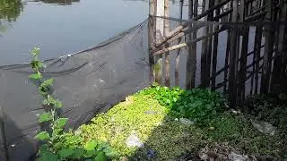পা অলা সাপ