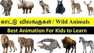காட்டு விலங்குகள்  / Wild Animals | Learn Wild Animals Names in Tamil & English | For Kids.