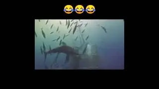 funny moments | fart shark 🦈🤣