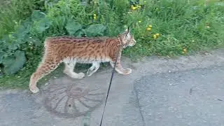Прогулка Рыси С Ребёнком
