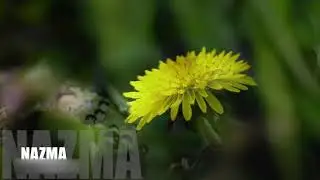 Колбазова Марха 