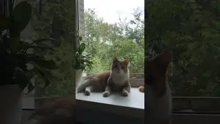 Послеобеденные заигрывания 😸😸 #котовлог #catshorts #funnycats #catlover