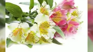 animoto 720p41