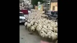 Специальная военная операция Z