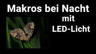 Makroaufnahmen bei Nacht mit LED-Lampe und der Panasonic FZ300 und Nahlinsen - Foto und Film