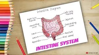 How to draw Intestine system | Science Diagrams drawing | Human Intestine