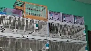 Канарейки- начало нового сезона 2024 года. Процесс начался.