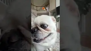 Follow Leo for more self improvement tips!! #puglife #pug