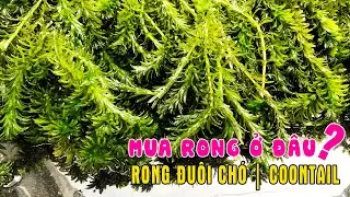 Bán rong đuôi chó hồ thủy sinh, rong nuôi cá 7 màu guppy giá tốt tại Sài Gòn