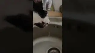 Smart Cat