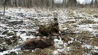 Промысел бобра 2022 продолжается.