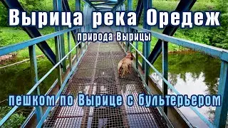 Мини бультерьер опять гуляет в Вырице. Минибуль Данчик.