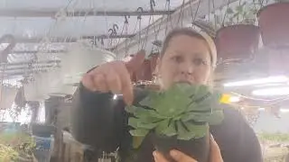 эониум, эхеверия. размножение... 🪴