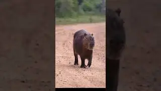 Капибара 