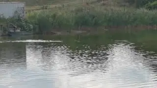 Robin Du Domaine Saint Hubert Wirehaired Vizsla working on live duck