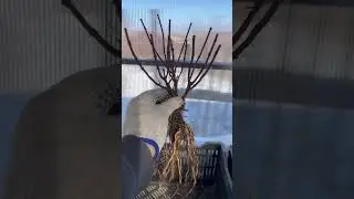 #гортензияметельчатая