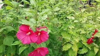 Травянистый гибискус. Первые цветы. Середина июля