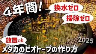 Easy even for beginners! How to make an outdoor biotope for killifish in 2025 | 4 important point...