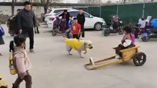 This is a nice ride#animals #dog
