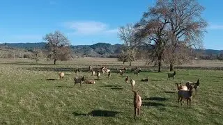 Tule Elk Herd