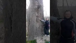 Вот это деревцо пильнули 😯