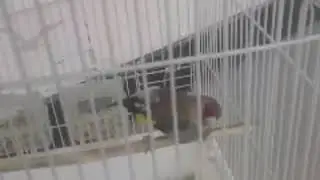 Седоголовий щегол