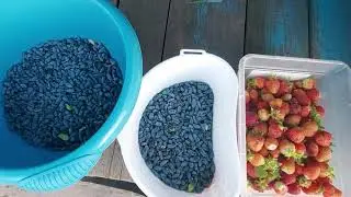 Купили дачу, огород 26 июня