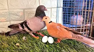 تهجينات الحمام مع اليمام 😍شوف وصلنا لايه في التهجين👌