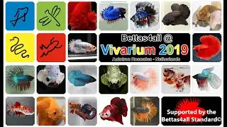 Bettas4all @ Vivarium 2019