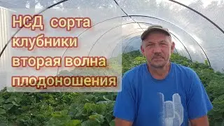 Strawberries NSD at abnormally high temperatures