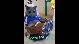 Важный котик.
