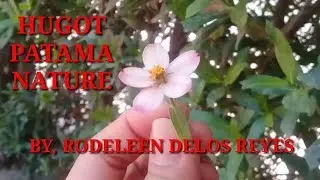 HUGOT PATAMA NATURE