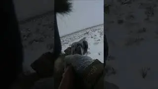 Добыл ОГРОМНОГО волка!,охота на волков wolf survival,wolf hunt