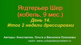 Ягдтерьер Шер. Итог второй недели дрессировки