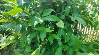 pangkas batang tanaman jambu air usia 1.5 tahun