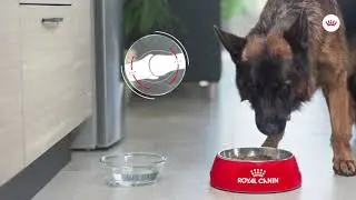 Royal Canin CCN Joint Care Maxi | zooplus.pl
