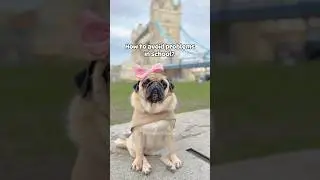 How to avoid problems in SCHOOL?🤔💡Pug Maggie Advice! 