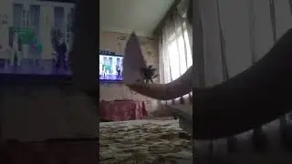 драконы