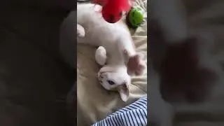 Luna’s life.