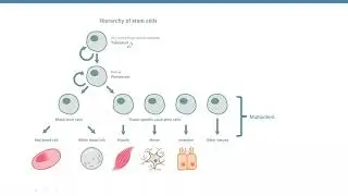 Stem Cells, Part 1